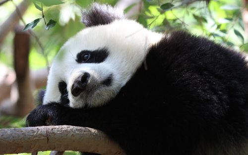 壁纸 熊猫在树上休息 2880x1800 hd 高清壁纸, 图片, 照片