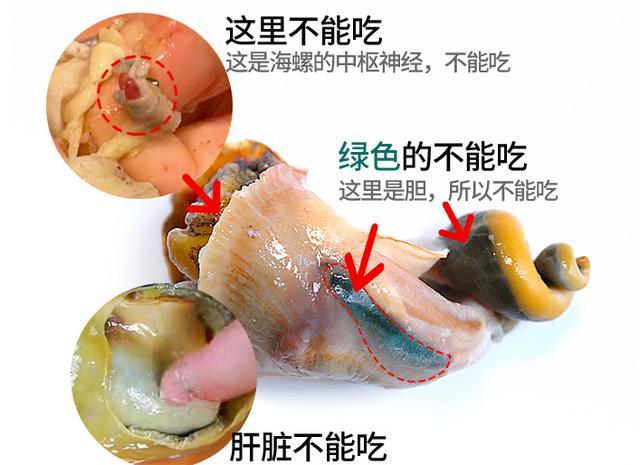 三,海螺的内脏囊不能吃海螺的内脏囊位于海螺的尾部,其中包括有胃部和
