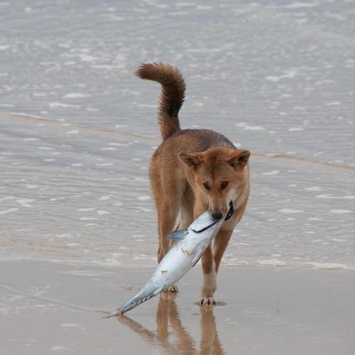 原创狗狗能吃海鲜吗可以吃一点鱼但虾蟹的营养过高不要吃太多