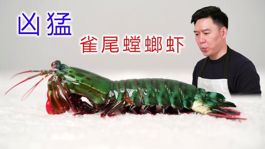 非常凶猛的雀尾螳螂虾攻击速度堪比子弹出锅后都有点不敢下嘴