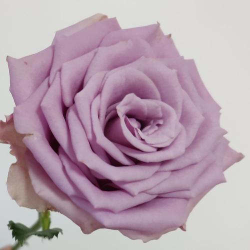 紫色玫瑰合集