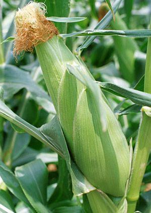 玉米须的功效与作用及食用方法