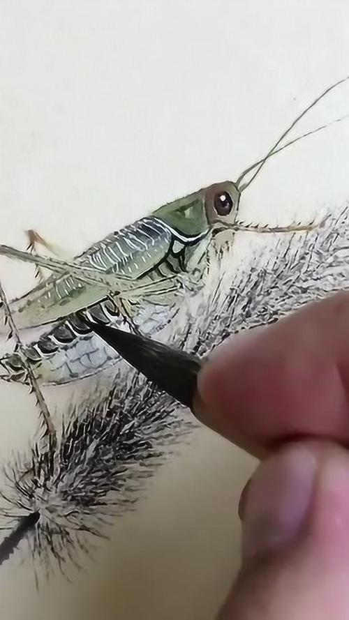 国画教程蟋蟀的画法