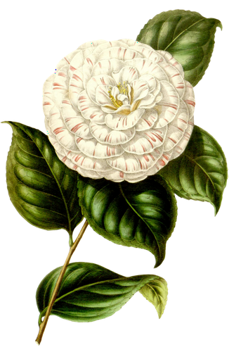 复古手绘植物花卉玫瑰花png免扣图案高清图片ps设计素材图