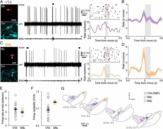 of spontaneous movement by dopaminergic neurons is cell-type