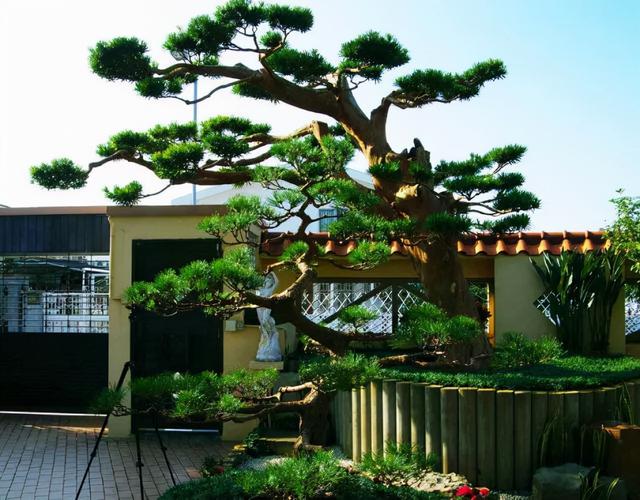 中式庭院景观常用主景树大全