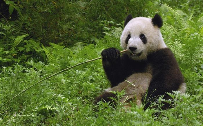 大熊猫食用竹卧龙自然保护区四川省中国 浏览:18472
