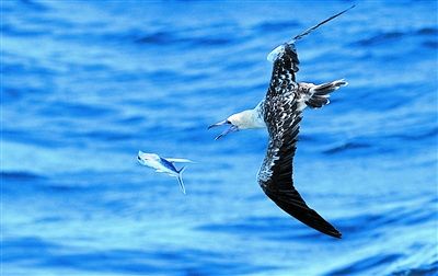西沙海域,海鸟飞速猎捕飞鱼.
