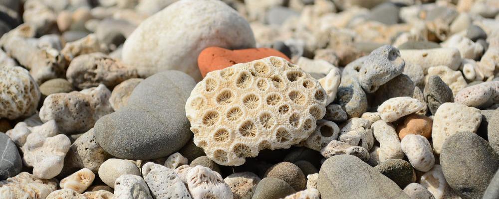 天然白色珊瑚石值钱吗