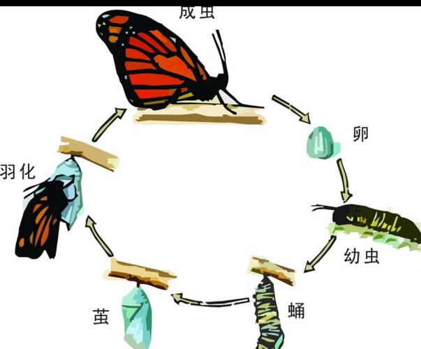 蝴蝶的进化图