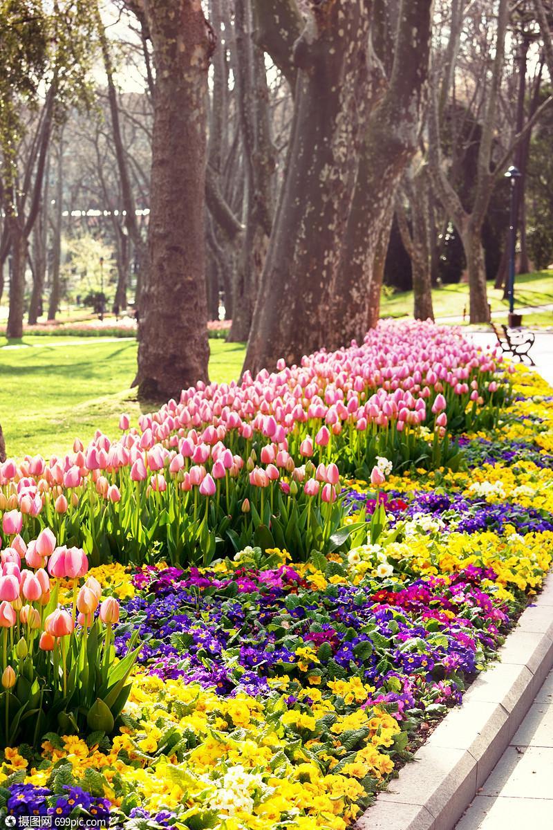 春天花园里群五颜六色的郁金香鲜艳的郁金香照片背景惊人的春天背景