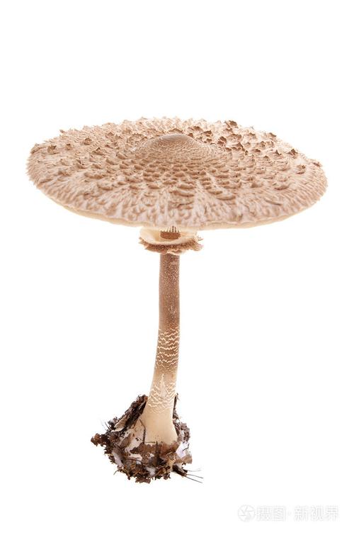 蘑菇蘑菇状物蘑菇形物体女用蘑菇形草帽暴发户