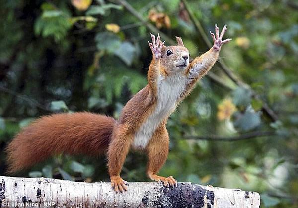 英国野生动物中心一只红松鼠得到坚果后疯狂热舞