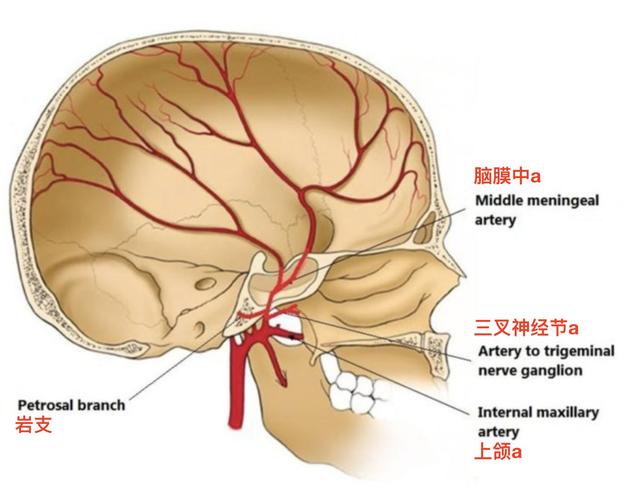 脑血管解剖学习笔记第1期:脑膜中动脉大体解剖 - 知乎