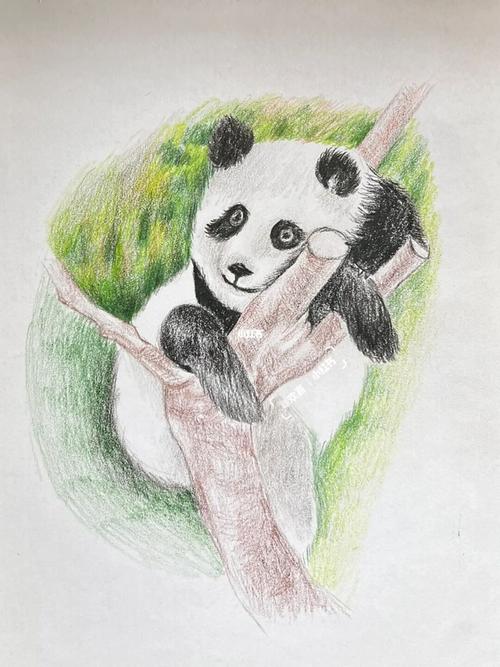临摹彩铅熊猫