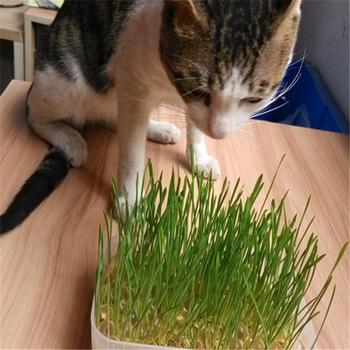 3 sets/lot cats grass suit include crystal soil