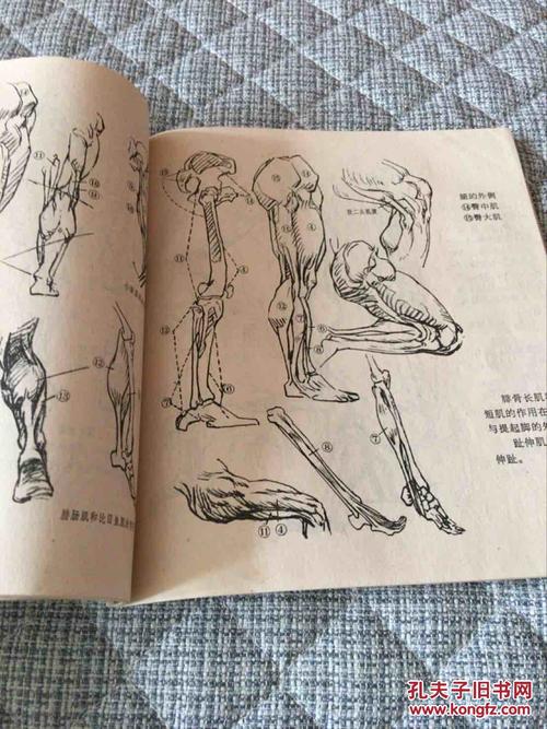 艺用人体解剖资料 品相如图_安徽艺术学校 子旷编_孔夫子旧书网