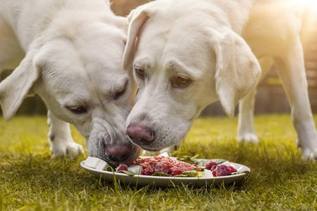 狗狗咀嚼年轻可爱的白色饥饿的拉布拉多猎犬狗狗狗吃一些肉狗食物从
