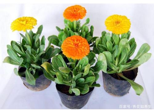 金盏菊四季管理与配制盆栽,喜欢的了解一下!
