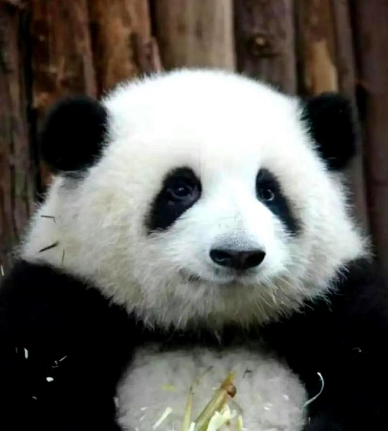 大熊猫原来也有不同的外貌啊.