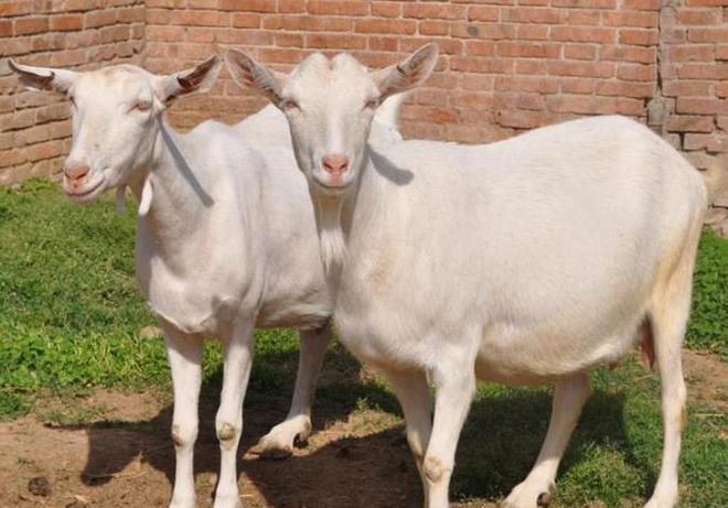 无角道赛特羊的养殖技术它们的适应能力很强