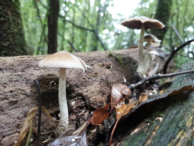 原始森林各种各样的蘑菇