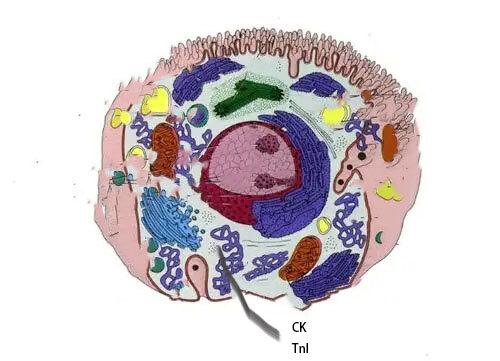 心肌细胞结构示意图.jpg