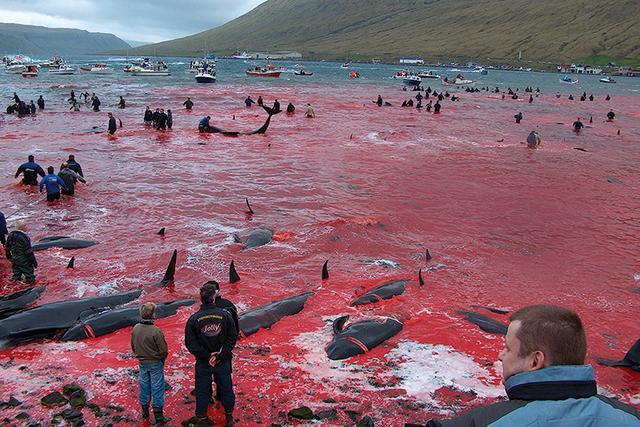 每年1000只鲸鱼被捕杀!不赚钱,又挨骂,为何还有国家仍在捕鲸?