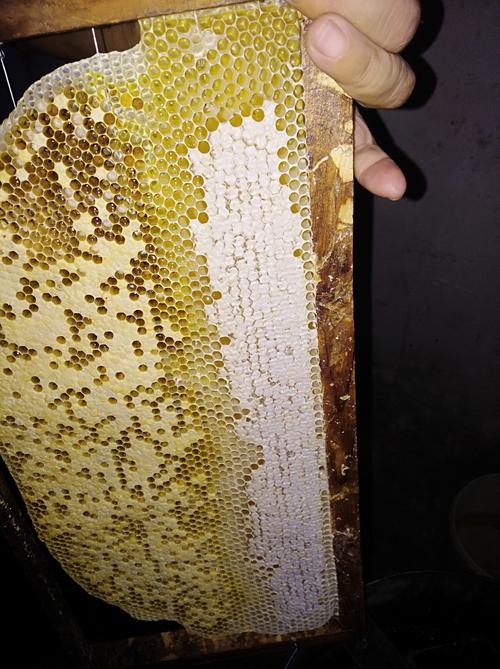 二,活框养蜂也遇到蜜蜂做脾不标准,秋繁淘汰蜂脾上的子脾,可以割下放