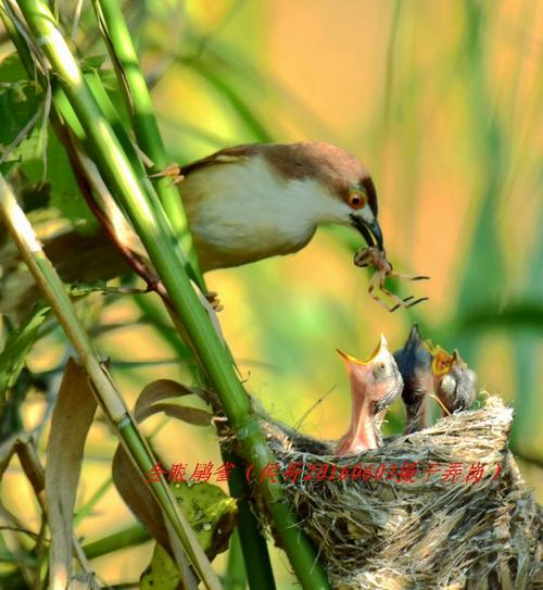 金眼鹛雀妈妈给幼鸟喂食