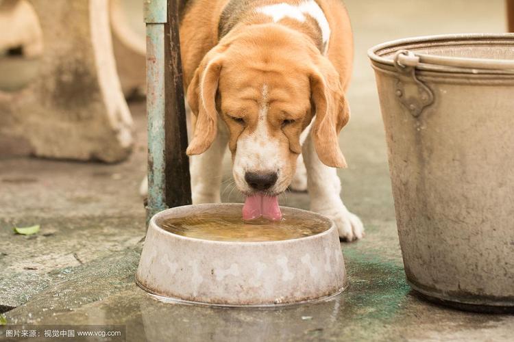 狗从碗里喝水