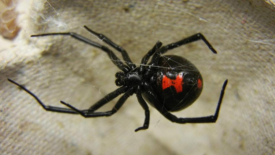 臭名昭著的黑寡妇蜘蛛,被咬一口会剧痛48小时