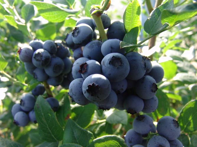 批发蓝莓苗 组培南高丛蓝莓 北高丛蓝莓苗 营养钵蓝莓 品种齐全.