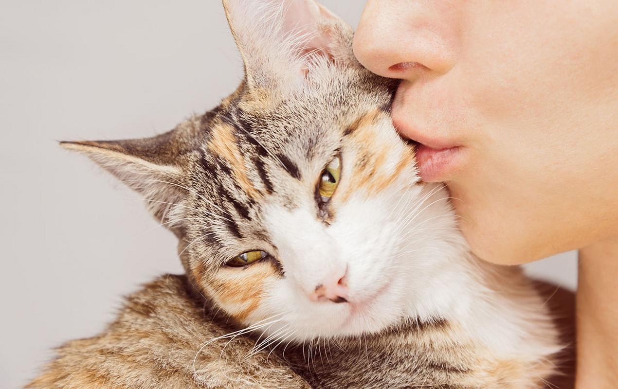 当人类亲猫的时候,猫可能会感觉到我们的唇部和呼