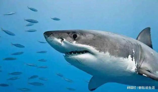 海豚|捕食|鲨鱼|海洋生物|海洋哺乳动物_网易订阅