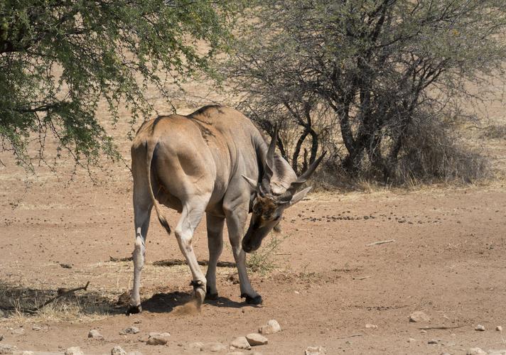 动物世界之非洲羚羊篇