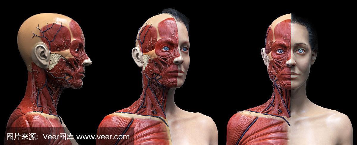 女性人体解剖-女性肌肉结构,正面视图,侧面视图和透视,3d渲染