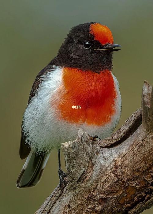 澳大利亚9696的小型雀形鸟red-capped robin