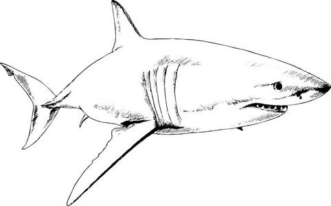 鲨鱼在白色的背景上绘制在油墨中的鲨鱼大白鲨 大白鲨鱼 在海洋水攻击