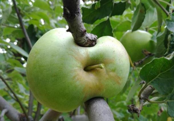 奇形怪状的苹果我也见过不少,但是下面要出场的苹果就让人大开眼界了.