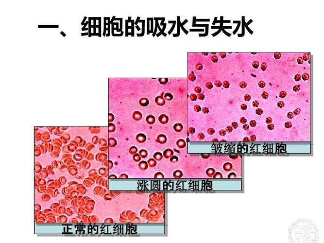 一,细胞的吸水与失水 皱缩的红细胞 涨圆的红细胞 正常的红细胞