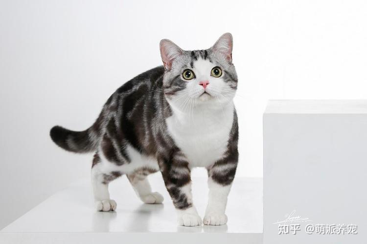 萌喵百科丨最好养的品种猫美国短毛猫