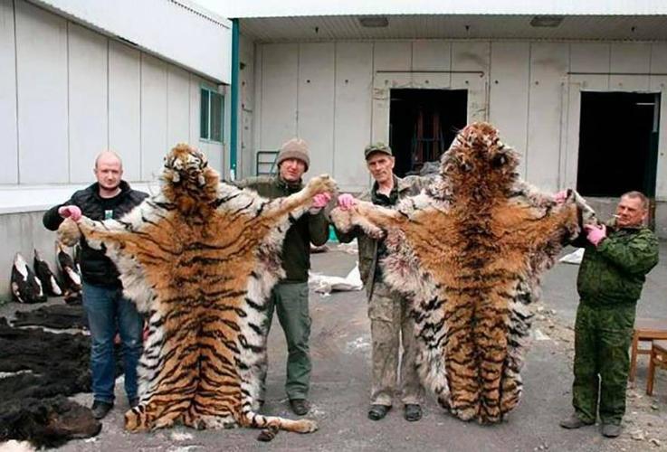 俄商人罗曼诺夫猎杀6只濒危老虎 被罚超100万元