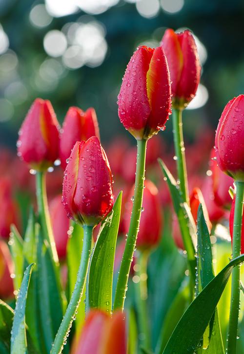郁金香荷兰国花美丽鲜花红色花朵美丽花朵花卉鲜花摄影漂亮花朵花卉