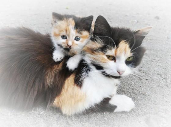 可爱的流浪猫母女,小猫爬到妈妈背上撒娇.(图/fioleeetka)