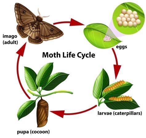 life cycle of moth