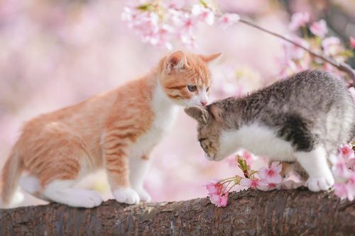 伊豆的樱花和猫仔