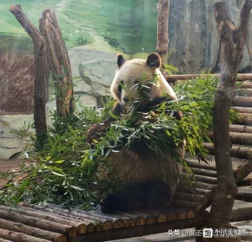 每天认识一只大熊猫大双初代的思宝养育了20多个熊孩子