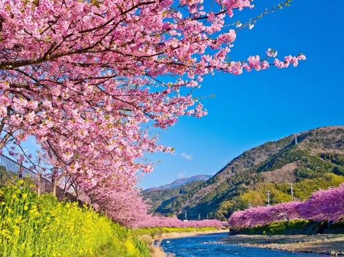 少女心爆棚~本州最早樱花即将绽放,您的赏花计划准备好了吗?