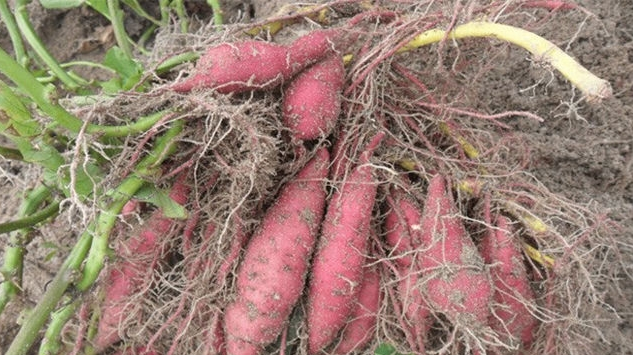红薯根结线虫用什么药防控红薯根结线虫怎么治红薯根结线虫防治方法